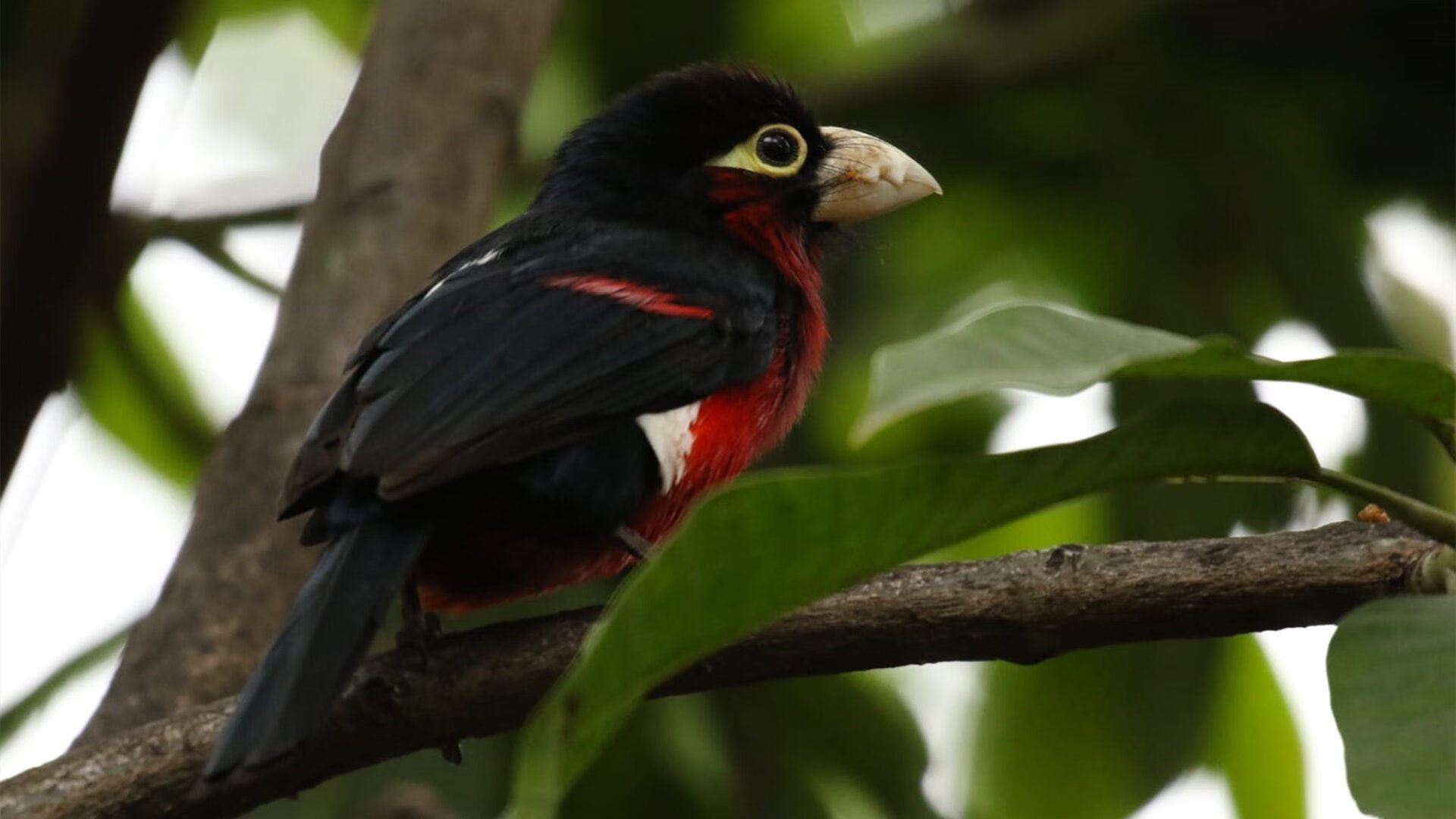 拉比奥特续约尤文图斯,拉比奥特转会尤文