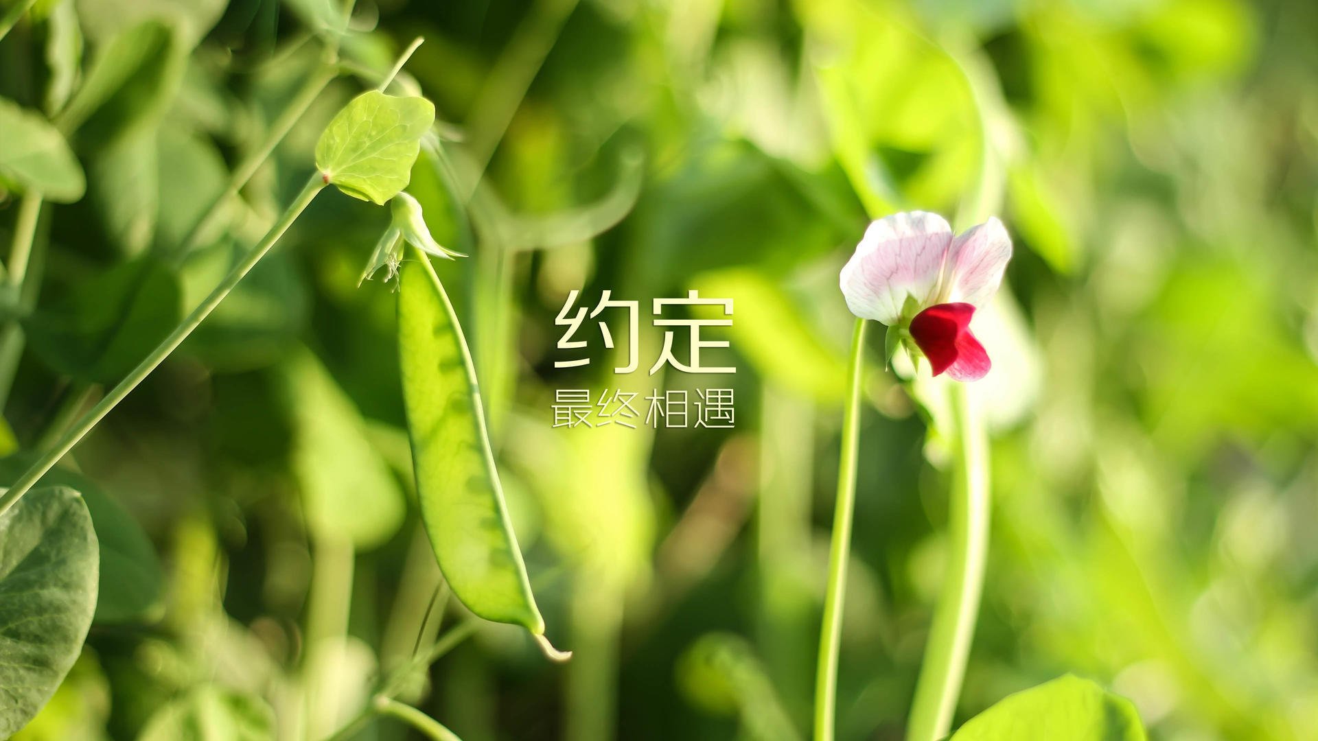 _湖人队士气回暖，期待更多胜利_，湖人队showtime