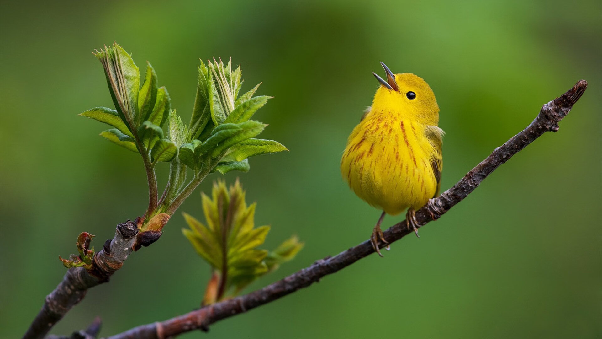 九游娱乐官方平台-“极限速度突破：传感器引领投球表现全面升级”